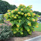 Judášovec kanadský Texas White 80/+ cm, v črepníku Cercis can. ‘Texas White‘