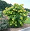 Judášovec kanadský Texas White 80/+ cm, v črepníku Cercis can. ‘Texas White‘