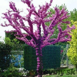 Judášovec kanadský THE RISING SUN ‘JN2‘, výška 125/+ cm, v črepníku 12l Cercis can. ‘The Rising Sun‘