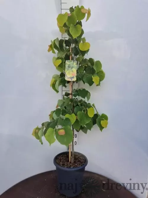 Judášovec kanadský The Rising Sun, výška 100/120 cm, v črepníku Cercis canadiensis The Rising Sun