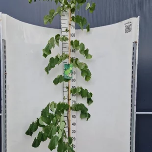 Judášovec kanadský Vanilla Twist, výška 180/220 cm, v črepníku 18l Cercis canadiensis Vanilla Twist