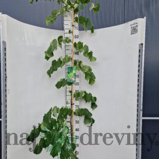 Judášovec kanadský Vanilla Twist, výška 180/220 cm, v črepníku 18l Cercis canadiensis Vanilla Twist