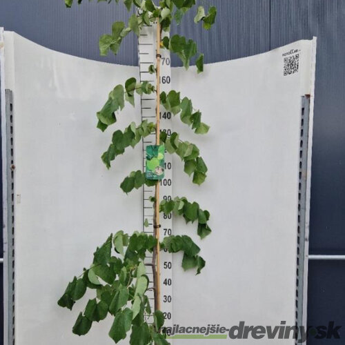Judášovec kanadský Vanilla Twist, výška 180/220 cm, v črepníku 18l Cercis canadiensis Vanilla Twist