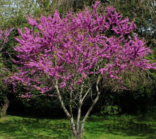 Judášovec strukovitý, výška 140/160 cm, v črepníku Cercis siliquastrum