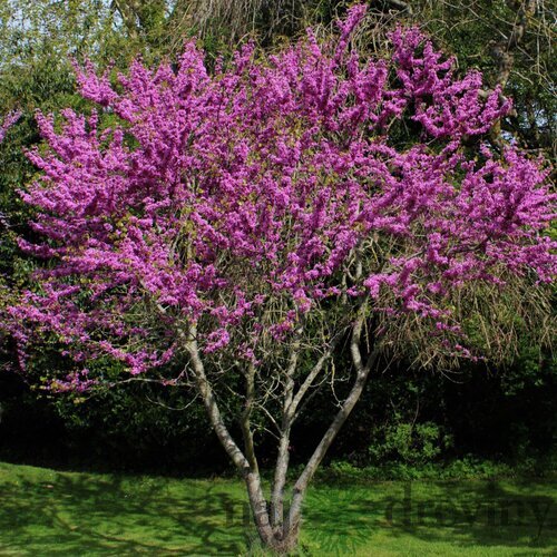 Judášovec strukovitý, výška 140/160 cm, v črepníku Cercis siliquastrum