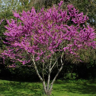 Judášovec strukovitý, výška 140/160 cm, v črepníku Cercis siliquastrum