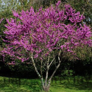 Judášovec strukovitý, výška 140/160 cm, v črepníku Cercis siliquastrum