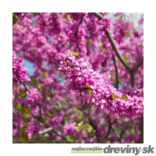 Judášovec strukový 30/50 cm, v črepníku Cercis siliquastrum