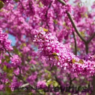 Judášovec strukový 30/50 cm, v črepníku Cercis siliquastrum
