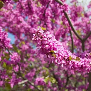 Judášovec strukový 30/50 cm, v črepníku Cercis siliquastrum