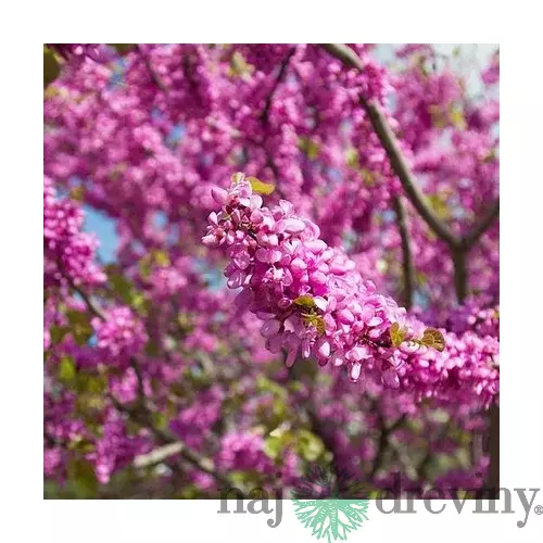 Judášovec strukový 30/50 cm, v črepníku Cercis siliquastrum