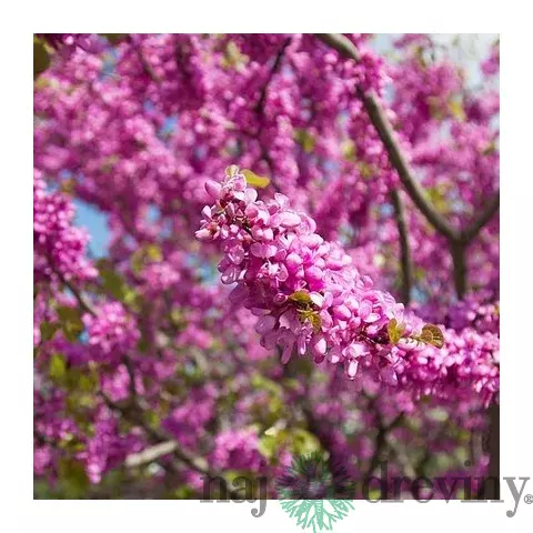 Judášovec strukový 30/50 cm, v črepníku Cercis siliquastrum