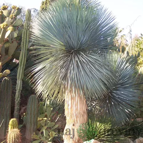 Juka rostrata, na kmienku 30/40 cm, výška 100/140cm v črepníku Yucca rostrata