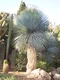 Juka rostrata, na kmienku 30/40 cm, výška 100/140cm v črepníku Yucca rostrata