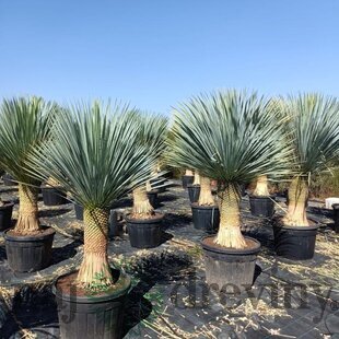 Juka rostrata, na kmienku 45/50 cm, v črepníku Yucca rostrata