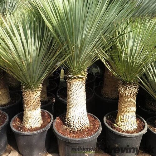 Juka rostrata stromová na kmienku, výška s kvetináčom 160/180 cm Yucca rostrata