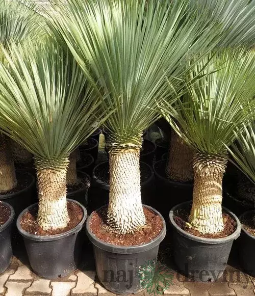 Juka rostrata stromová na kmienku, výška s kvetináčom 160/180 cm Yucca rostrata