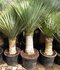 Juka rostrata stromová na kmienku, výška s kvetináčom 160/180 cm Yucca rostrata