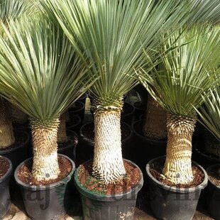 Juka rostrata stromová na kmienku, výška s kvetináčom 160/180 cm Yucca rostrata