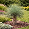 Juka rostrata, výška 60/100cm, v črepníku 25l Yucca rostrata