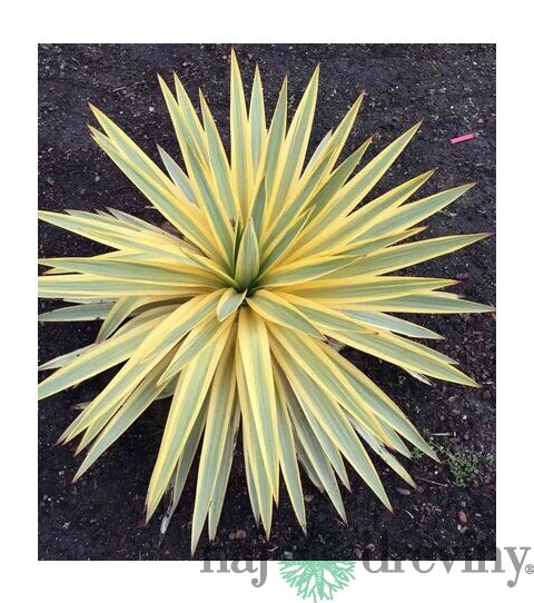 Juka vláknitá ‘Bright Edge‘ 20/40 cm v črepníku 3lc Yucca elephantipes
