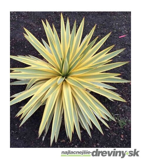 Juka vláknitá ‘Bright Edge‘ 20/40 cm v črepníku 3lc Yucca elephantipes