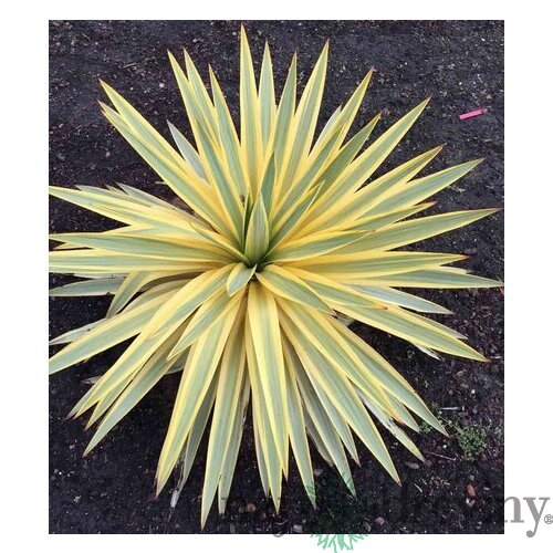 Juka vláknitá ‘Bright Edge‘ 20/40 cm v črepníku 3lc Yucca elephantipes