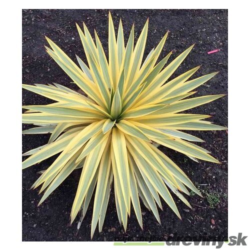 Juka vláknitá ‘Bright Edge‘ 20/40 cm v črepníku 3lc Yucca elephantipes