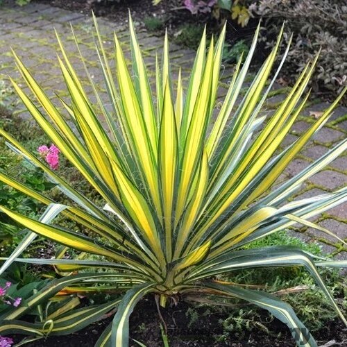 Juka vláknitá ´Color Guard´ 20/40 cm v črepníku 3l Yucca elephantipes