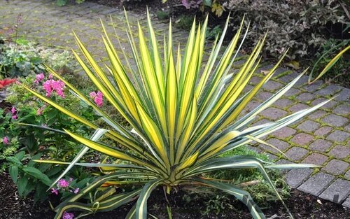 Juka vláknitá ´Color Guard´ 20/40 cm v črepníku 3l Yucca elephantipes