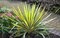 Juka vláknitá ´Color Guard´ 20/40 cm v črepníku 3l Yucca elephantipes