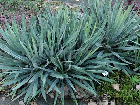 Juka vláknitá, výška 40/60 cm, v črepníku Yucca elephantipes