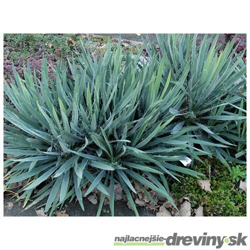 Juka vláknitá, výška 40/60 cm, v črepníku Yucca elephantipes