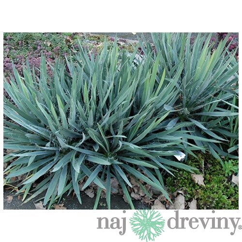 Juka vláknitá, výška 40/60 cm, v črepníku Yucca elephantipes