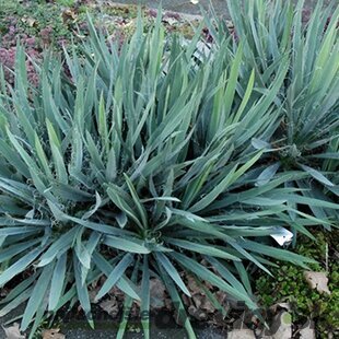 Juka vláknitá, výška 40/60 cm, v črepníku Yucca elephantipes