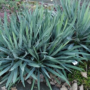 Juka vláknitá, výška 40/60 cm, v črepníku Yucca elephantipes