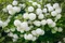 Kalina Eskimo 40/60 cm, v črepníku Viburnum opulus ‘Eskimo‘