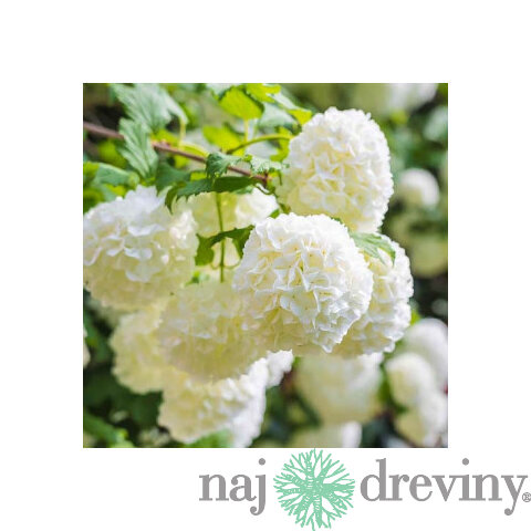 Kalina Eskimo na kmienku 100/120 cm, v črepníku Viburnum opulus