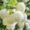 Kalina Eskimo na kmienku 100/120 cm, v črepníku Viburnum opulus