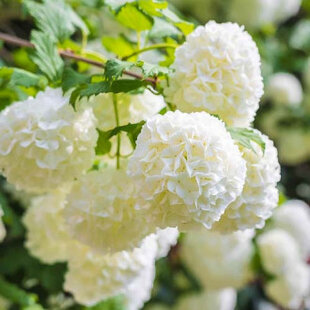 Kalina Eskimo na kmienku 100/120 cm, v črepníku Viburnum opulus