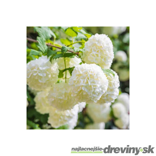 Kalina Eskimo na kmienku 100/120 cm, v črepníku Viburnum opulus
