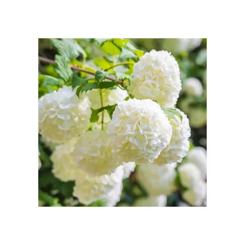 Kalina Eskimo na kmienku 100/120 cm, v črepníku Viburnum opulus