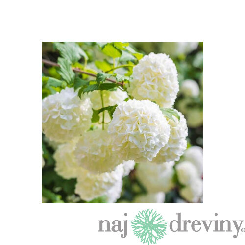 Kalina Eskimo na kmienku 100/120 cm, v črepníku Viburnum opulus