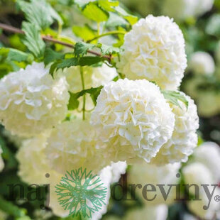 Kalina Eskimo na kmienku 100/120 cm, v črepníku Viburnum opulus