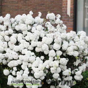 Kalina Eskimo na kmienku 80/100 cm, v črepníku 7,5l Viburnum Eskimo
