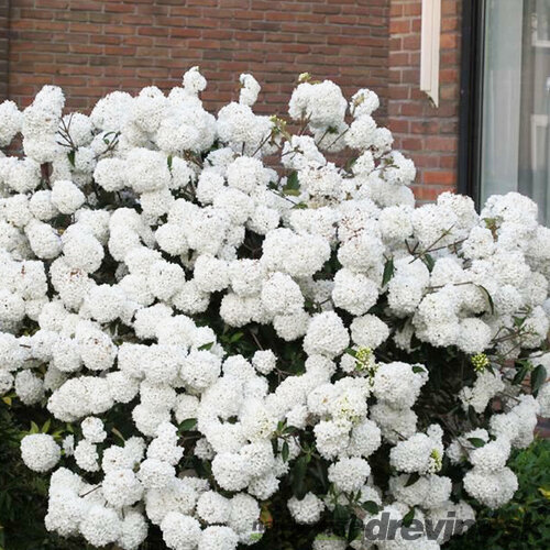 Kalina Eskimo na kmienku 80/100 cm, v črepníku 7,5l Viburnum Eskimo