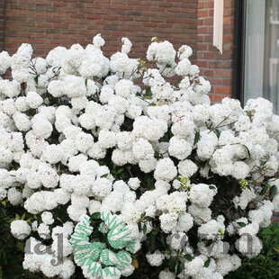 Kalina Eskimo na kmienku 80/100 cm, v črepníku 7,5l Viburnum Eskimo