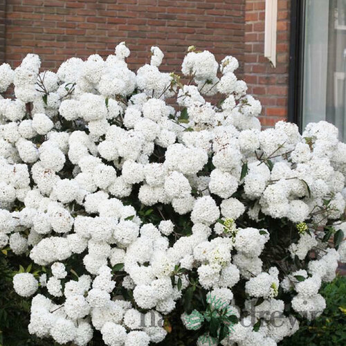 Kalina Eskimo na kmienku 80/100 cm, v črepníku 7,5l Viburnum Eskimo