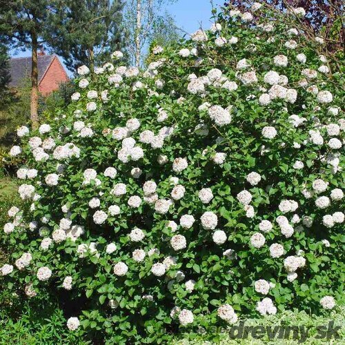 Kalina guľovitá na kmienku 80/100 cm, v črepníku 7,5l Viburnum carlcephalum
