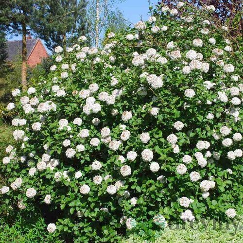 Kalina guľovitá na kmienku 80/100 cm, v črepníku 7,5l Viburnum carlcephalum